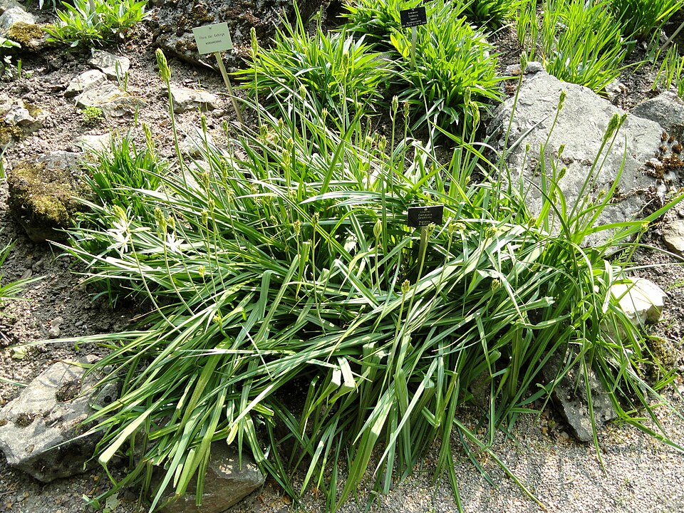Camassia leichtlinii (Great Camas) (alternate view 9)