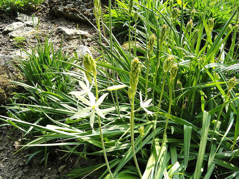 Camassia leichtlinii (Great Camas) (alternate view 10)