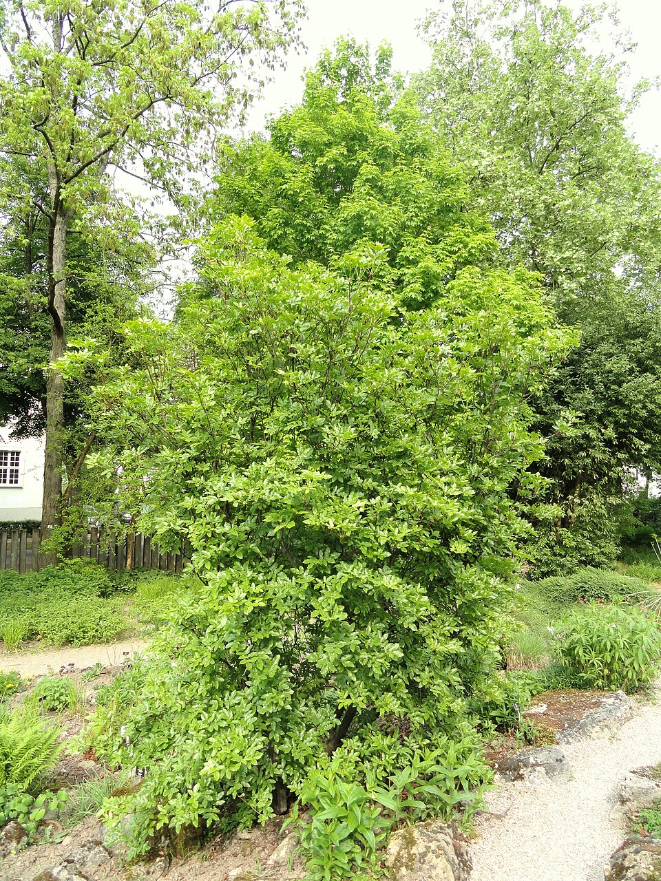 Eucryphia glutinosa (Brush Bush) (alternate view 9)