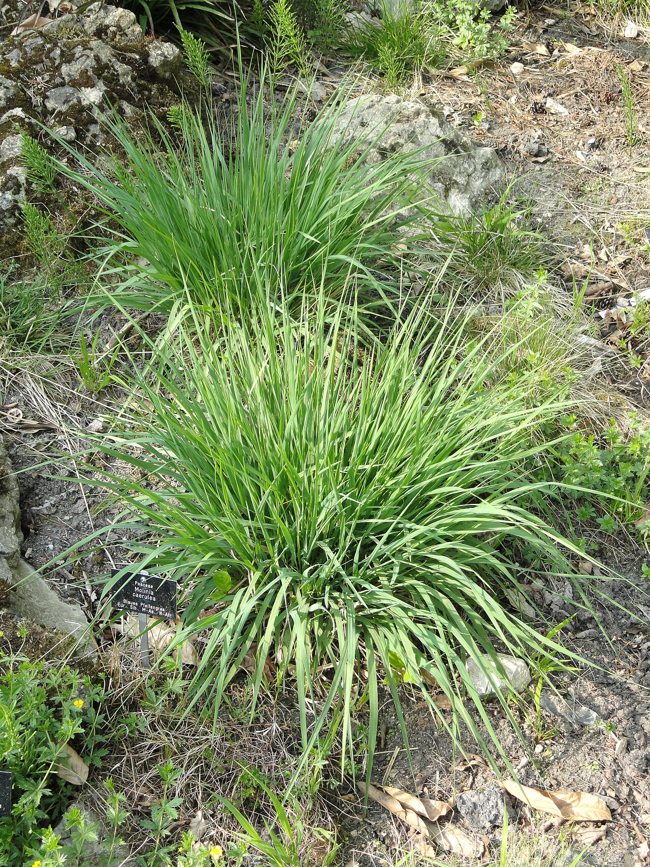 Molinia caerulea, Purple moor grass — clumping deciduous (Poaceae) (image 9 of 9)