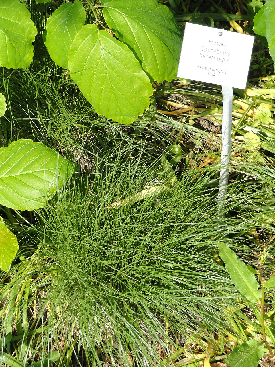 Sporobolus heterolepis (Prairie Dropseed) (alternate view 6)