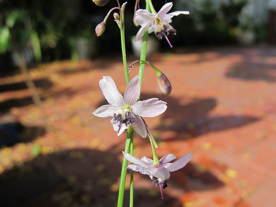 Arthropodium milleflorum (pale vanilla lily)