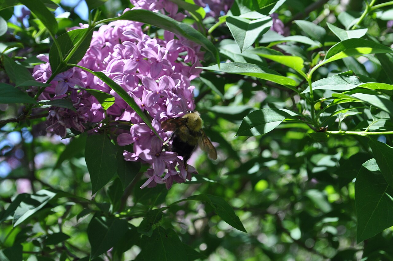 Syringa oblata, Early lilac — upright deciduous (Oleaceae) (image 2 of 9)