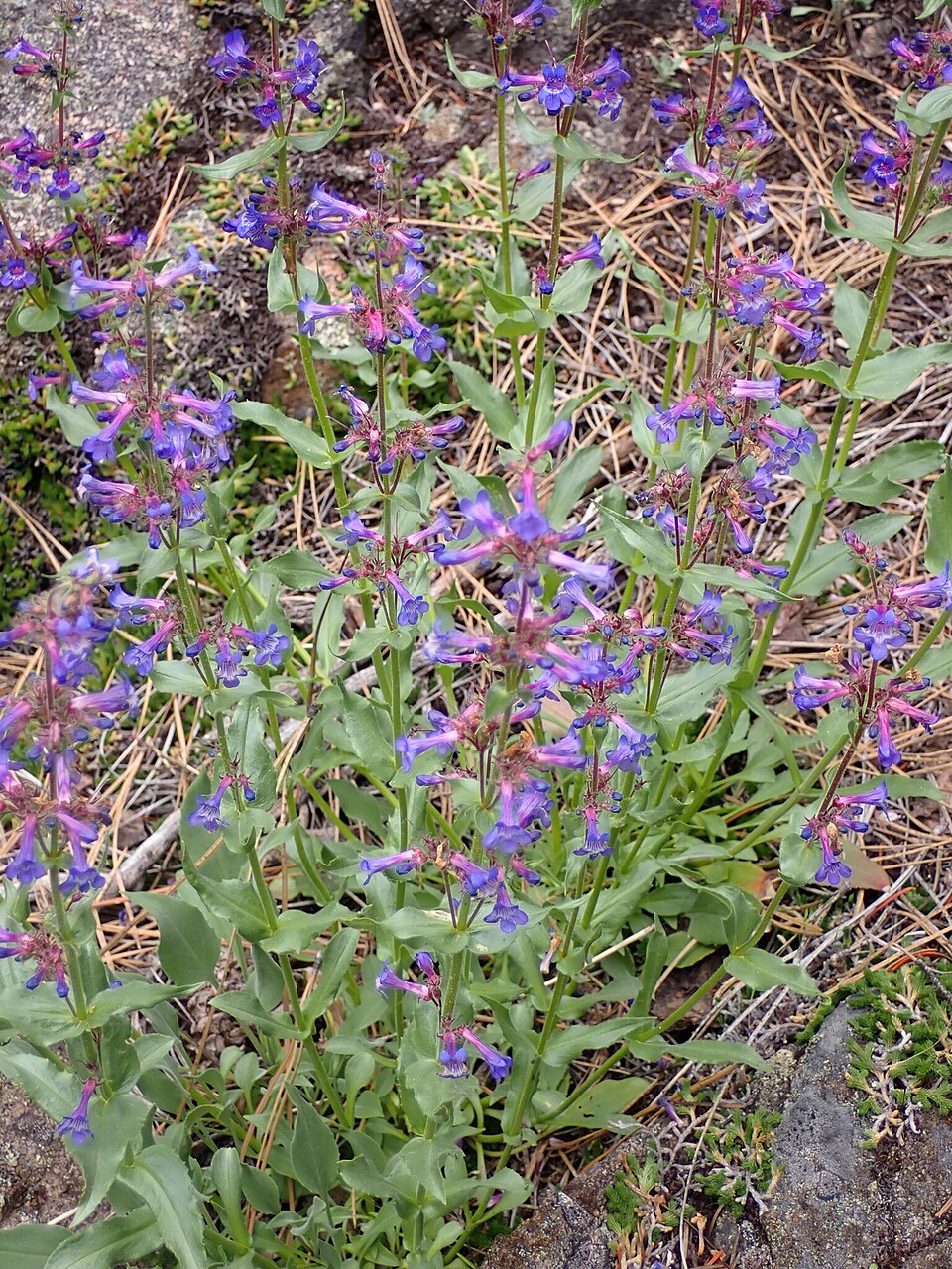 Penstemon pruinosus (Chelan Penstemon) (alternate view 8)