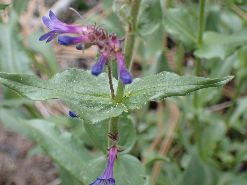 Penstemon pruinosus (Chelan Penstemon) (alternate view 9)