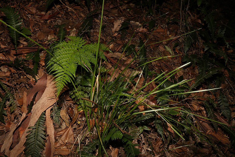 Lomandra (alternate view 4)