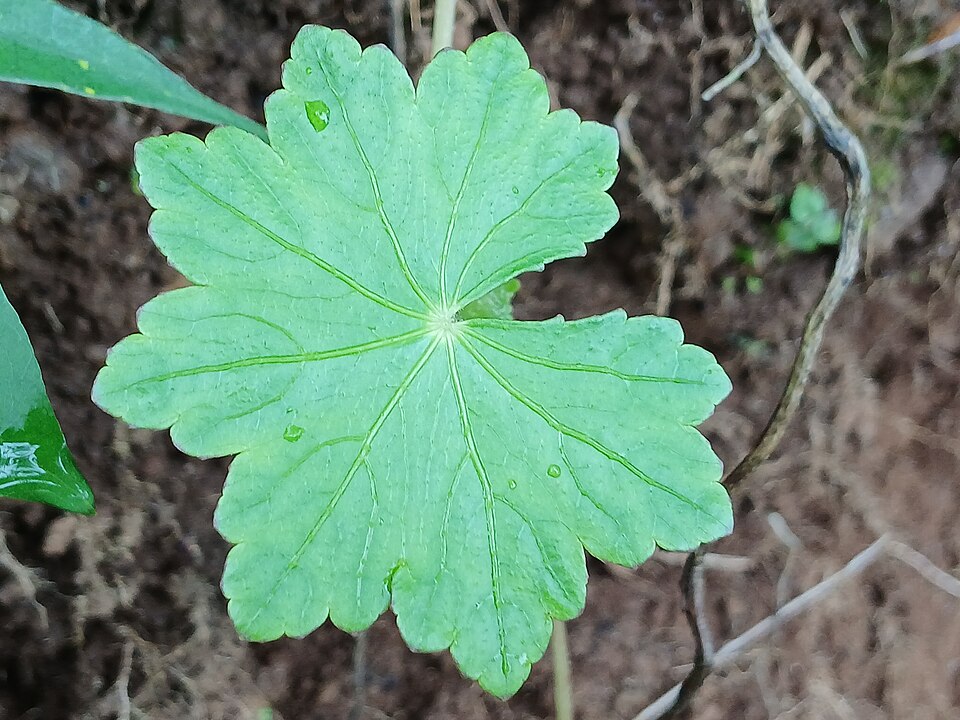 Hydrocotyle (water pennyworts) (alternate view 7)