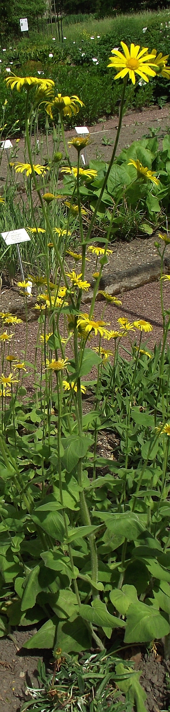Doronicum pardalianches (Leopard's-bane)