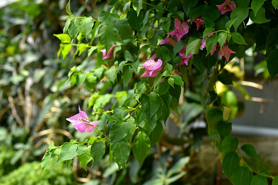 Bougainvillea (bougainvilleas) (alternate view 3)