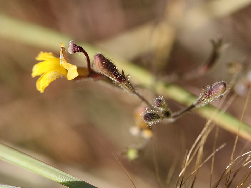 Goodenia (goodenias) (alternate view 6)