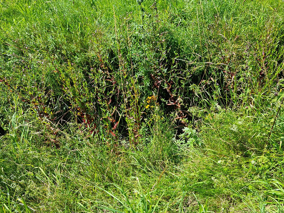 Epilobium (willowherbs) (alternate view 3)