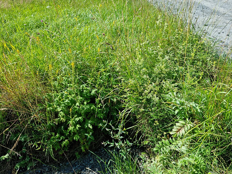 Epilobium (willowherbs) (alternate view 4)