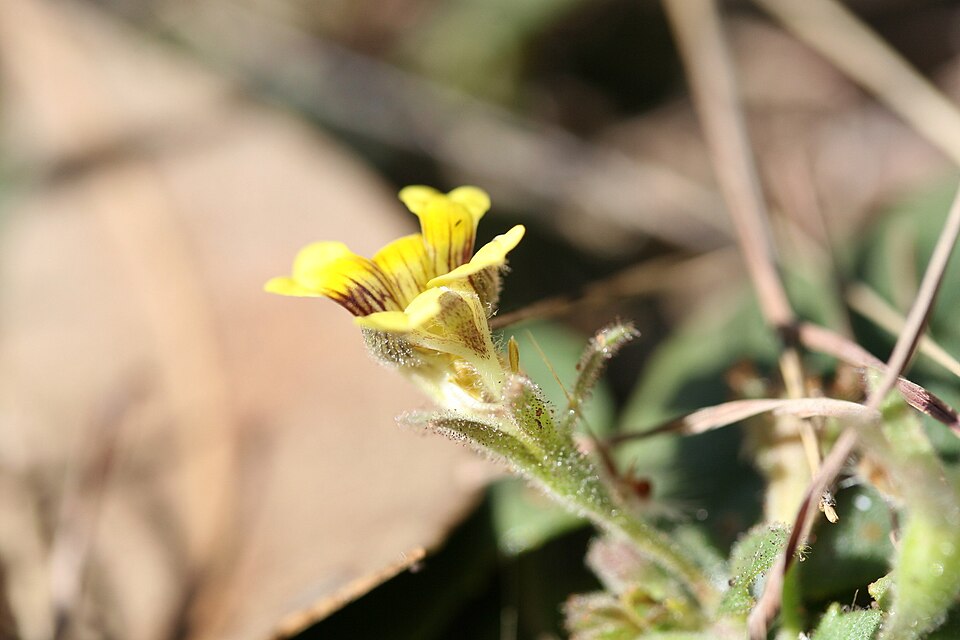 Goodenia (goodenias) (alternate view 7)