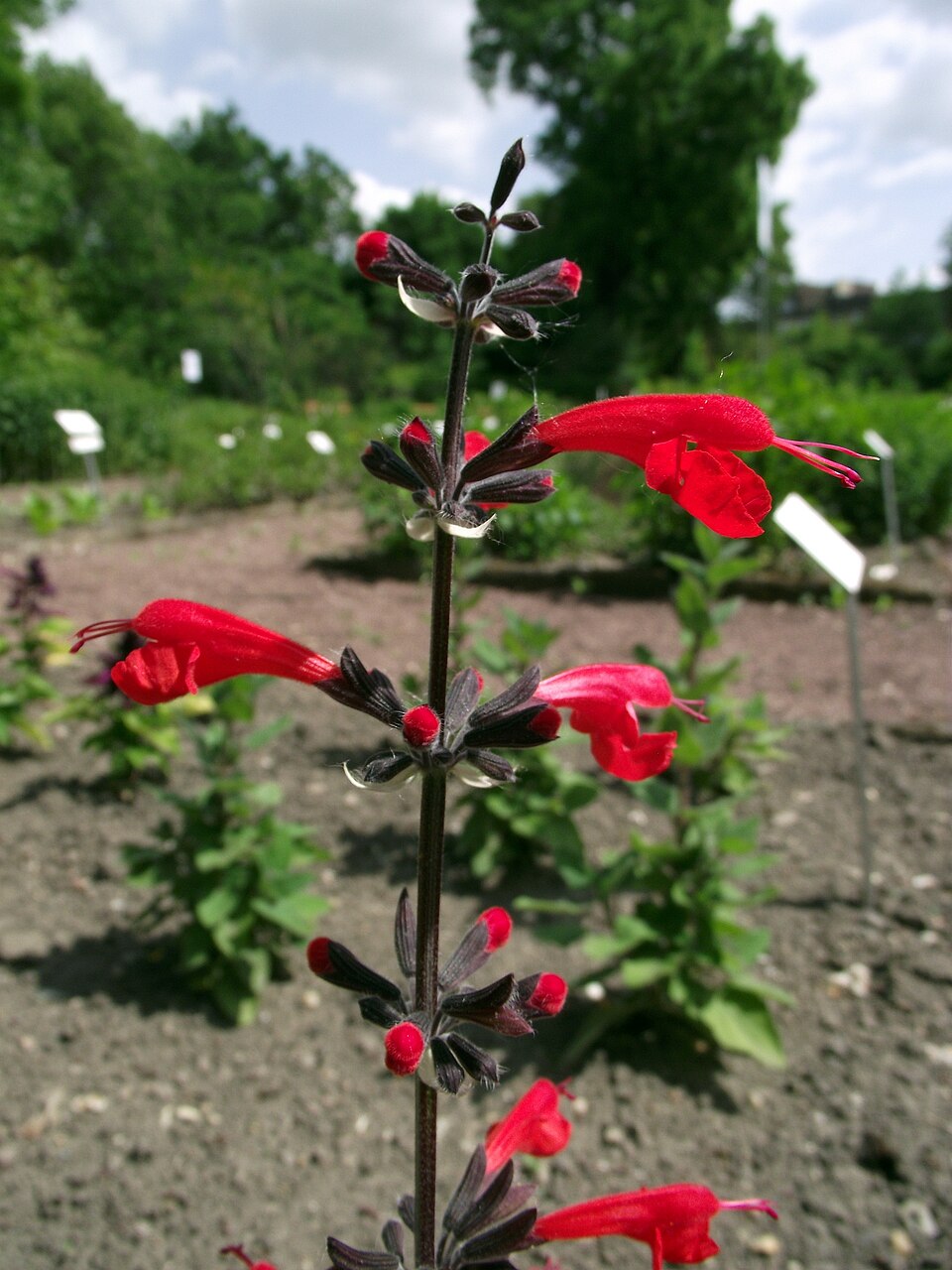 Salvia coccinea (Tropical sage) (alternate view 3)