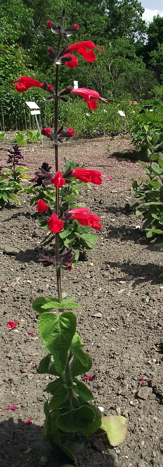Salvia coccinea (Tropical sage) (alternate view 4)