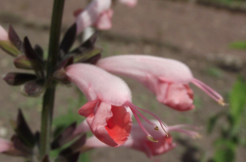 Salvia coccinea (Tropical sage) (alternate view 5)