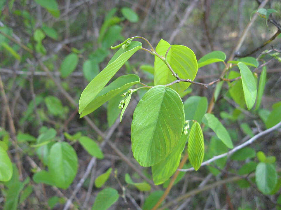 Berchemia scandens (Supplejack) (alternate view 6)