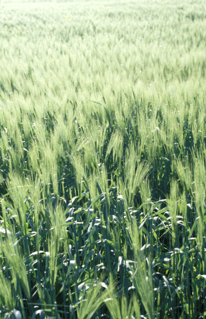 Hordeum vulgare (Common Barley)