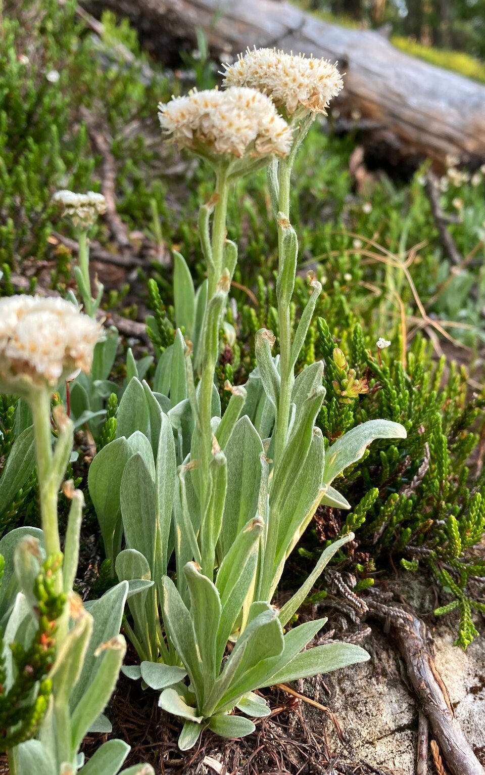 Antennaria (pussytoes) (alternate view 4)
