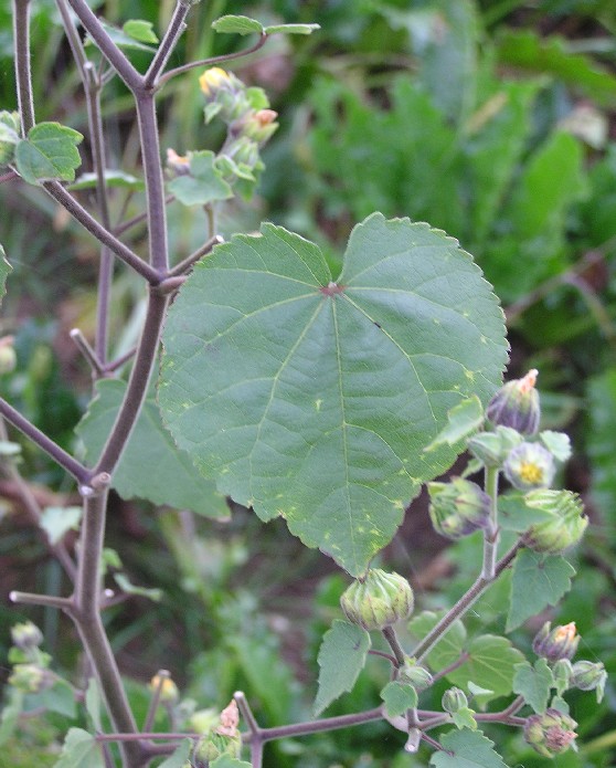 Abutilon theophrasti (velvetleaf) (alternate view 6)