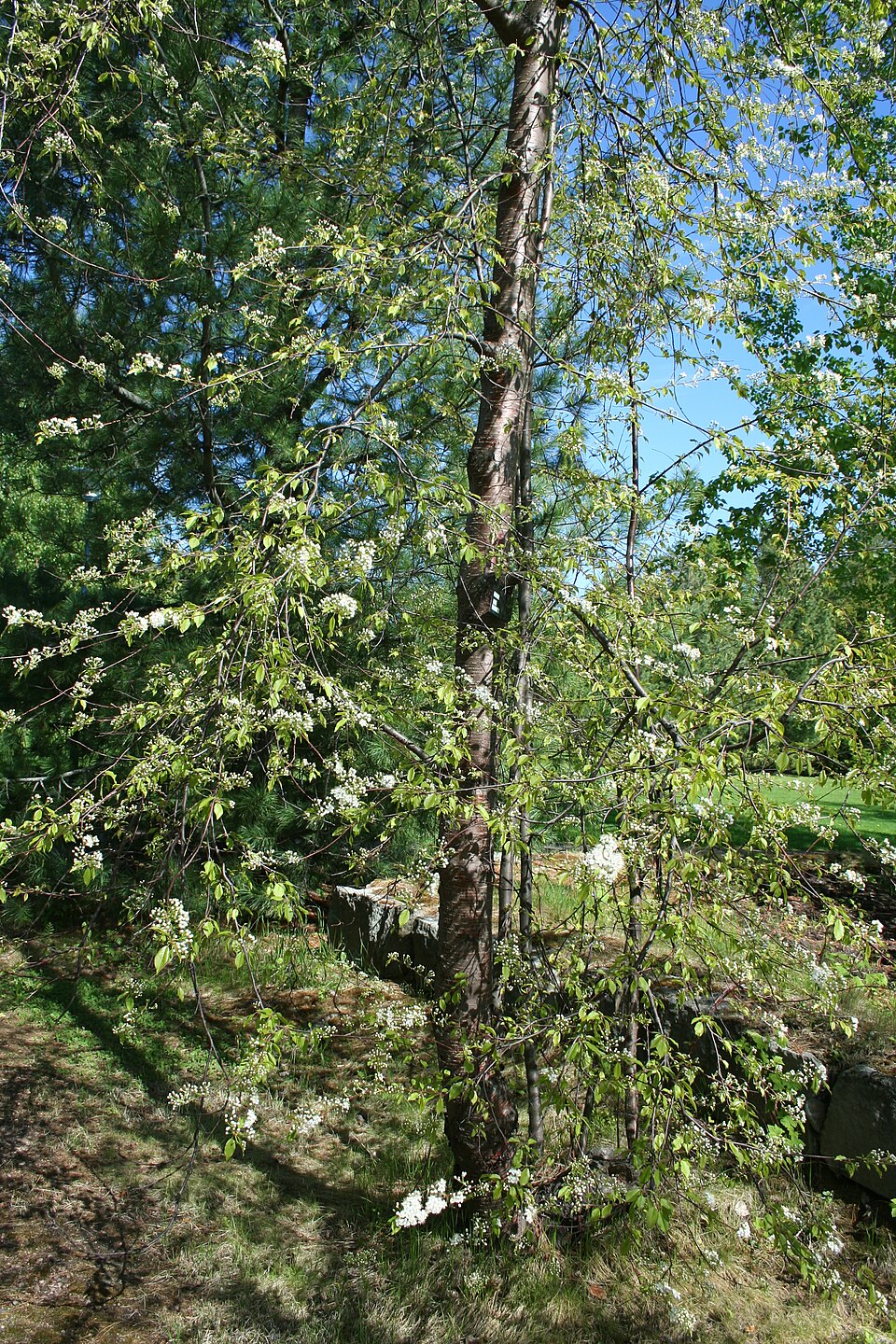 Prunus pensylvanica (fire cherry) (alternate view 6)