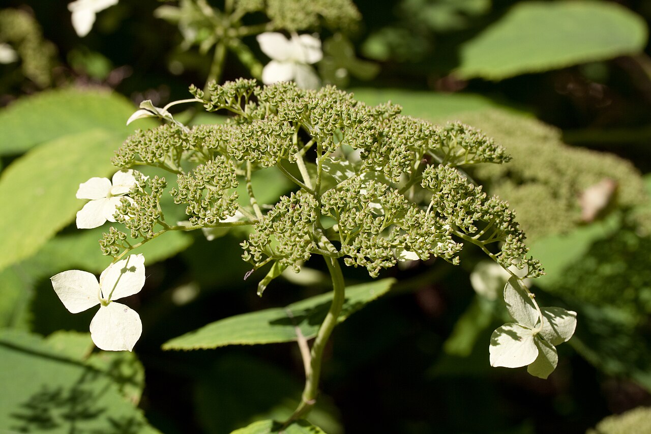 Hydrangea arborescens, Smooth hydrangea — mounding deciduous (Hydrangeaceae) (image 5 of 10)