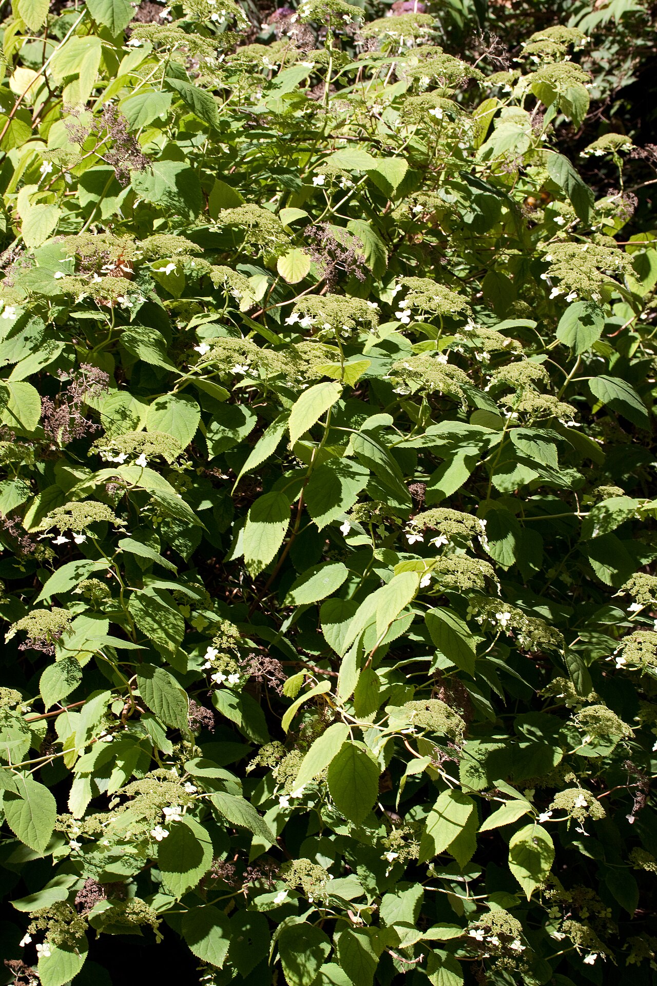 Hydrangea arborescens, Smooth hydrangea — mounding deciduous (Hydrangeaceae) (image 6 of 10)