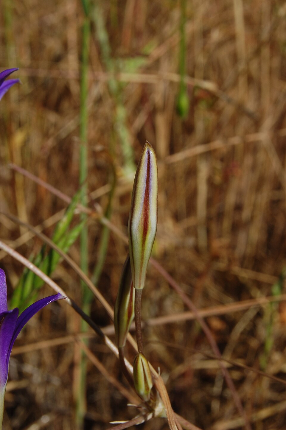 Brodiaea elegans (Harvest Brodiaea) (alternate view 8)