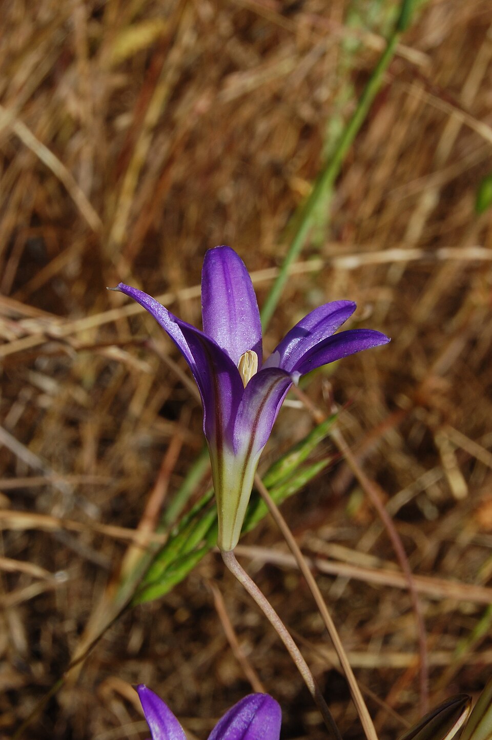 Brodiaea elegans (Harvest Brodiaea) (alternate view 9)