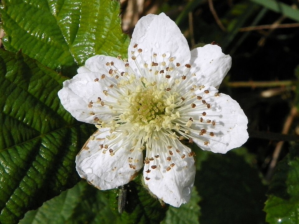 Rubus fruticosus (alternate view 12)