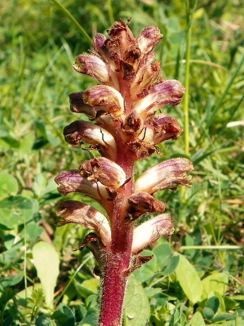 Orobanche minor (Common Broomrape)