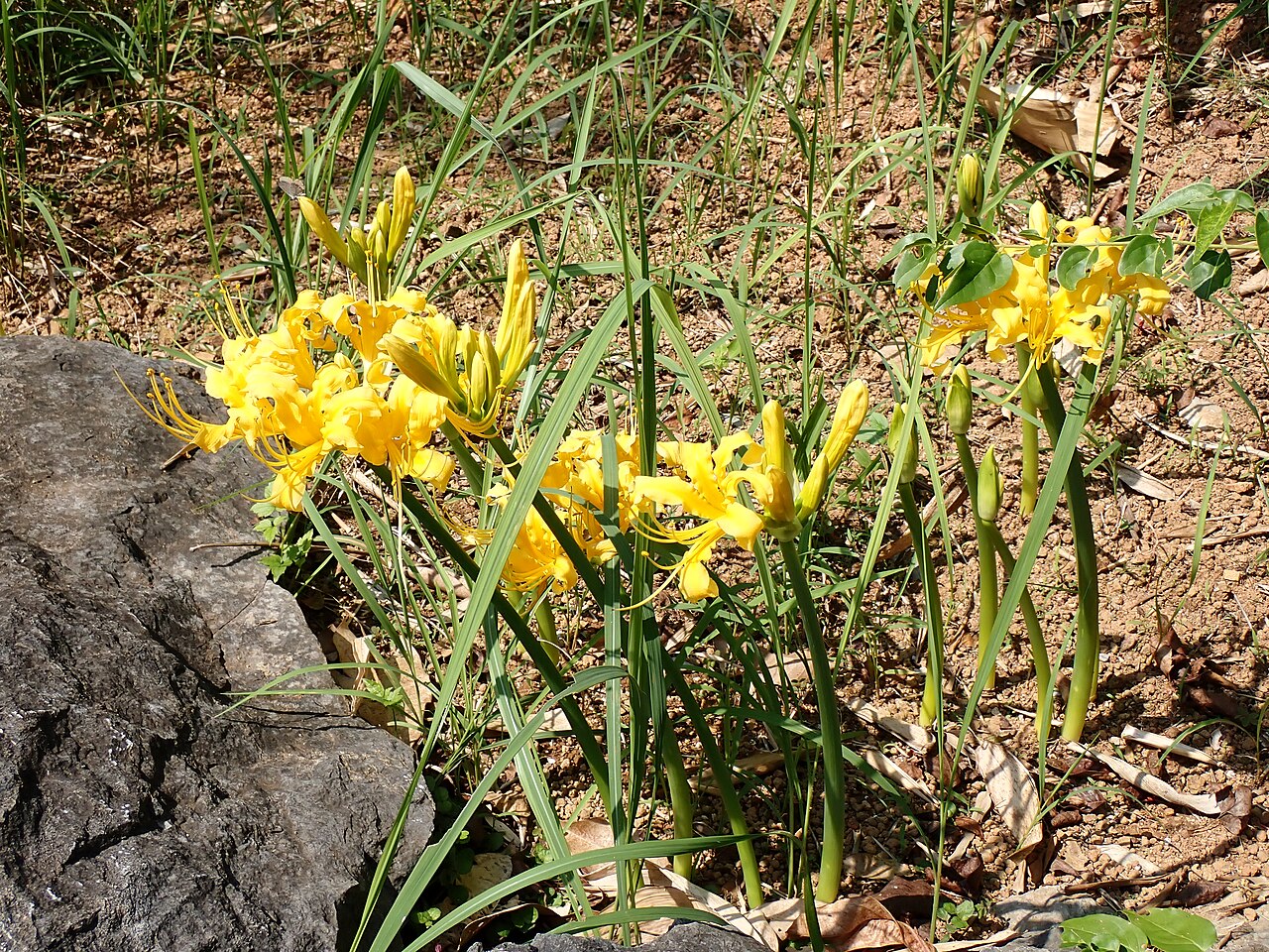 Lycoris aurea, Golden spider lily — clumping deciduous (Amaryllidaceae) (image 10 of 10)