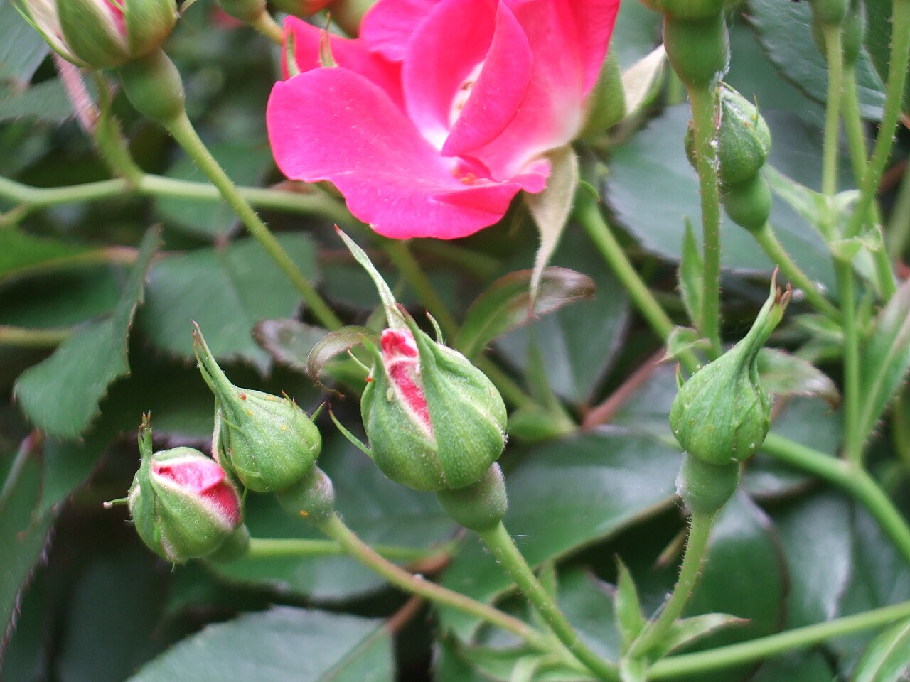 Rosa 'Knock Out', Knock Out rose — mounding deciduous (Rosaceae) (image 3 of 10)