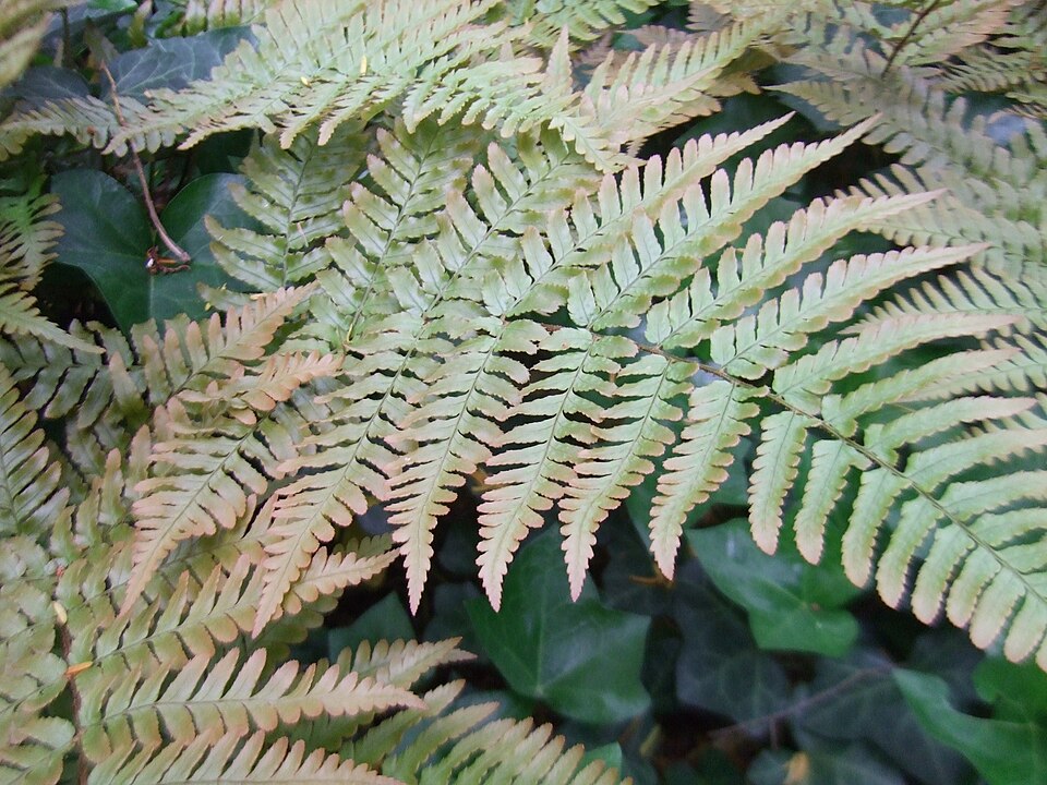 Dryopteris erythrosora (autumn fern) (alternate view 8)