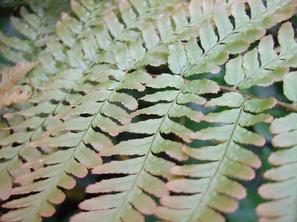 Dryopteris erythrosora (autumn fern) (alternate view 9)