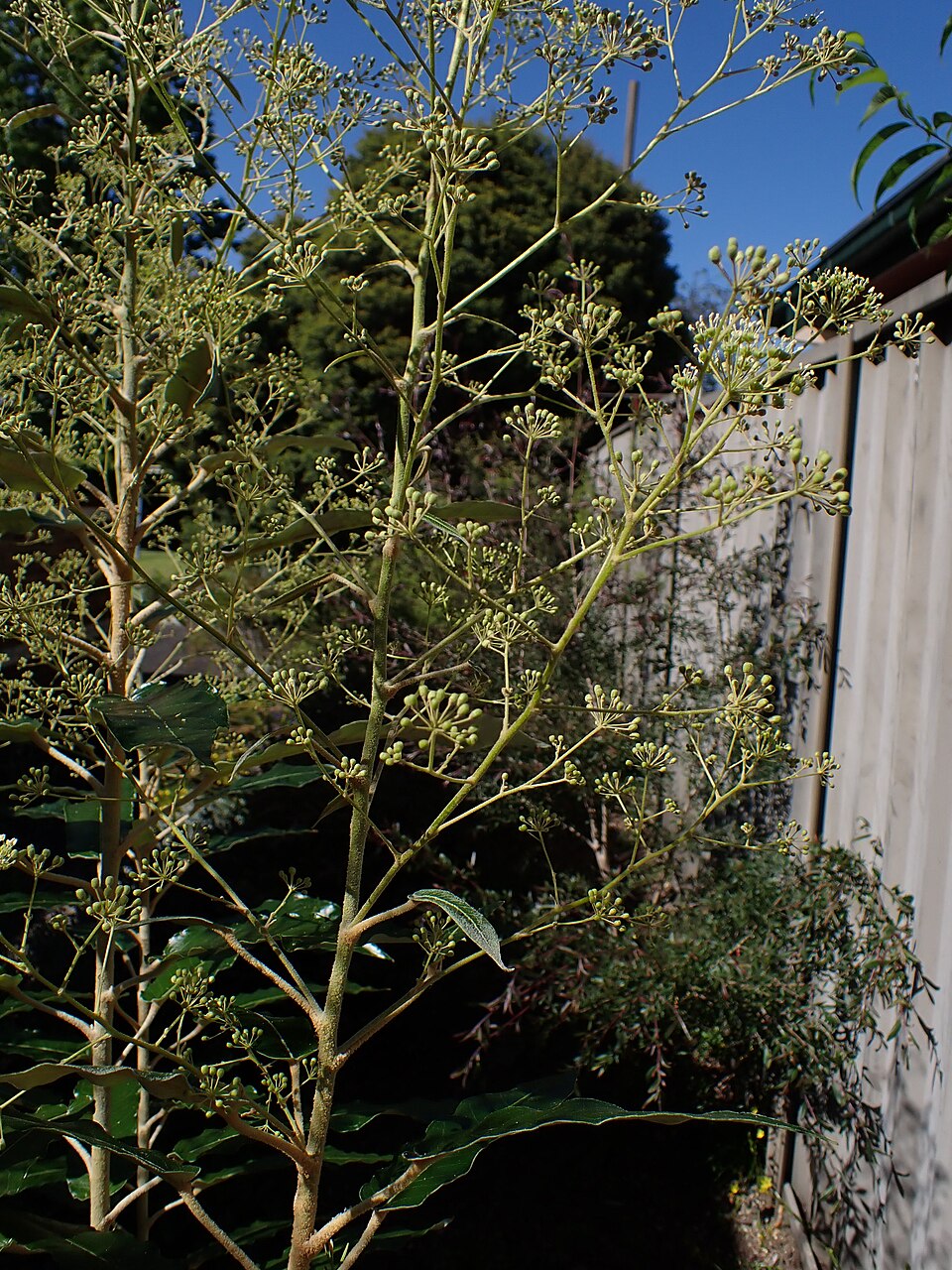 Astrotricha latifolia (Broad-leaf Star Hair) (alternate view 7)