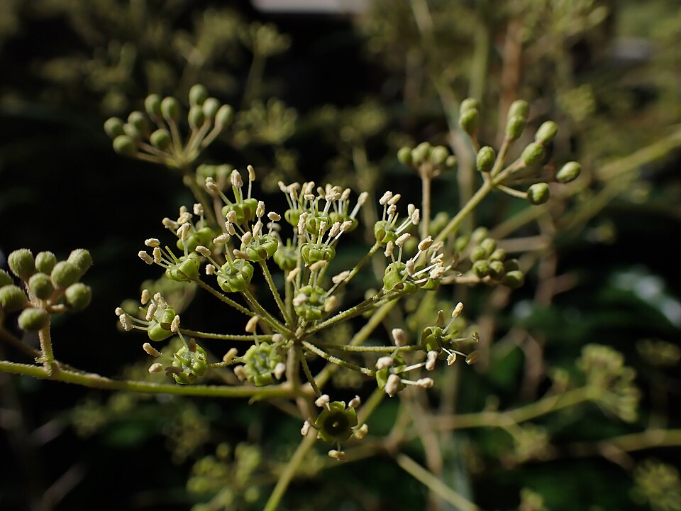Astrotricha latifolia (Broad-leaf Star Hair) (alternate view 8)