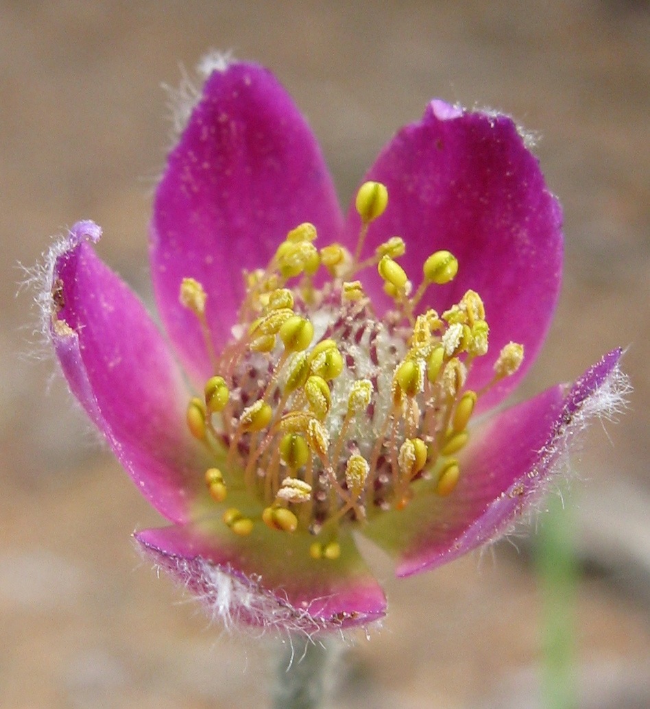 Anemone multifida (alternate view 2)
