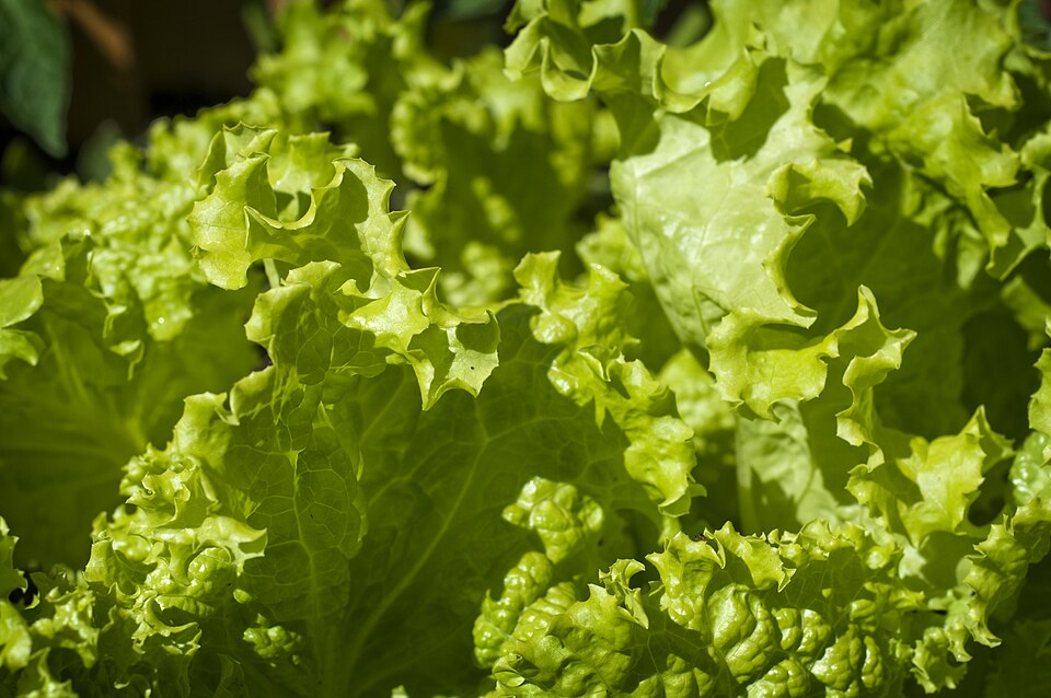 Lactuca sativa var. crispa (Leaf Lettuce)