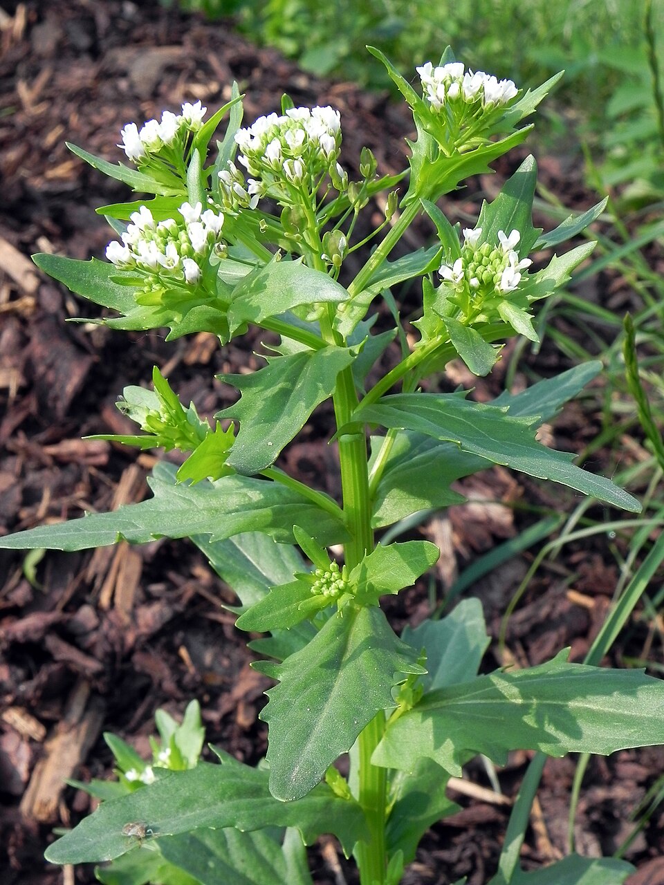 Thlaspi arvense (field penny-cress)