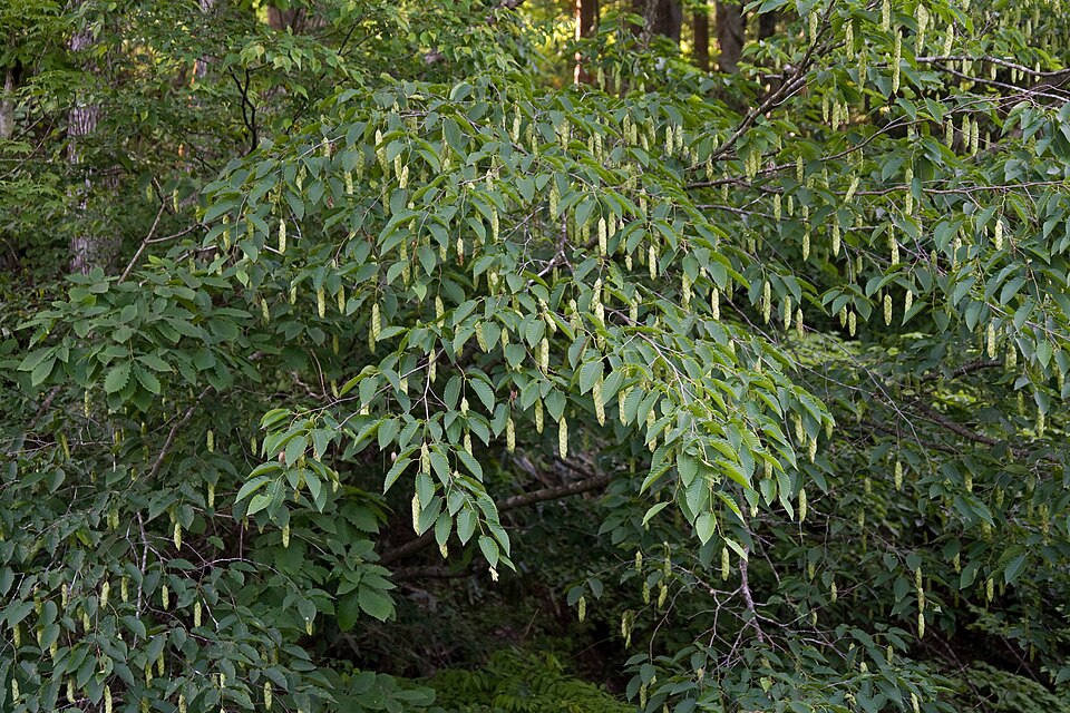 Carpinus cordata (Heartleaf Hornbeam)