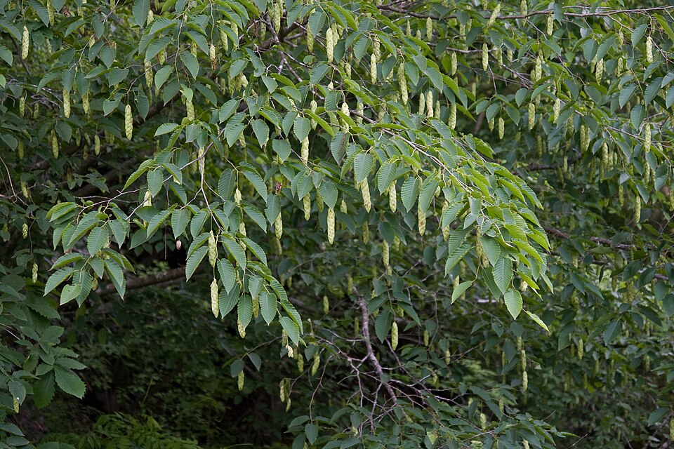 Carpinus cordata (Heartleaf Hornbeam)