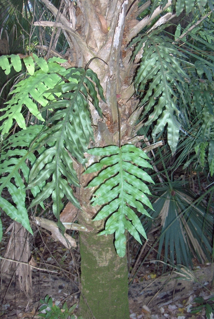 Phlebodium aureum (Blue Star Fern) (alternate view 5)