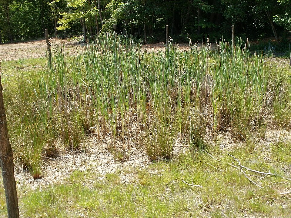 Typha latifolia (common cat-tail)