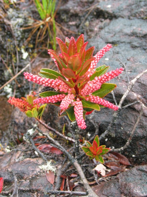 Cyrilla racemiflora (Swamp titi)