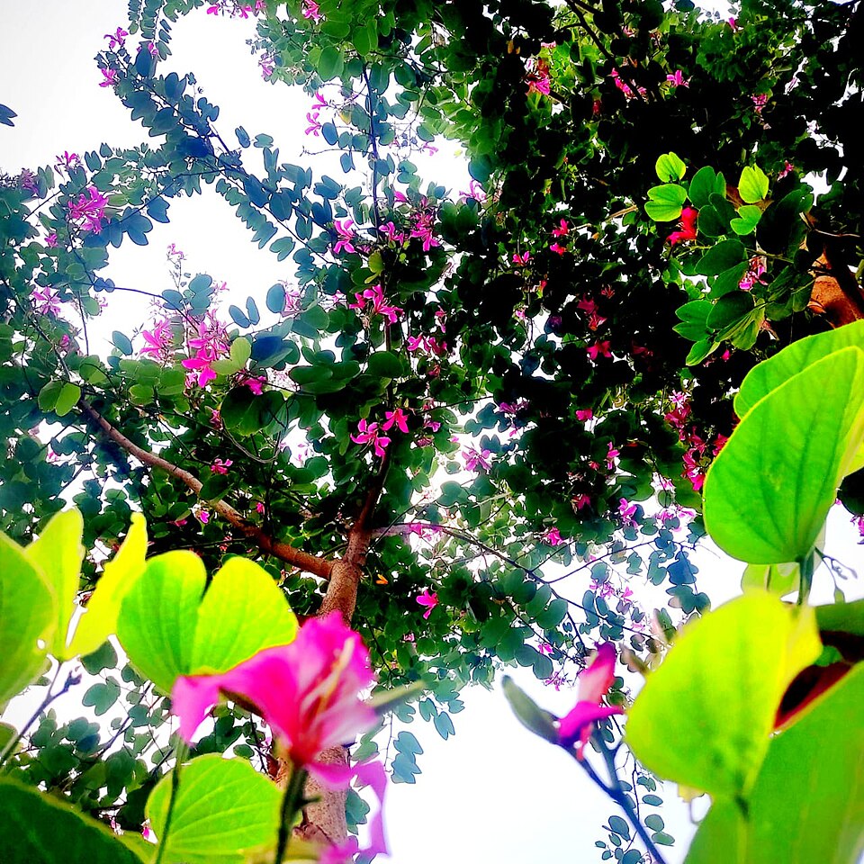 Bougainvillea (bougainvilleas) (alternate view 4)