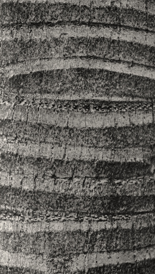 Archontophoenix cunninghamiana (Piccabeen Palm) (alternate view 8)