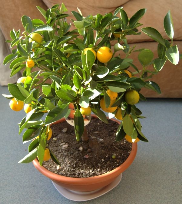 Citrus × microcarpa (Calamansi) (alternate view 6)