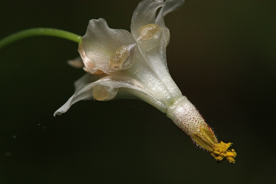 Vancouveria hexandra (inside-out flower) (alternate view 7)