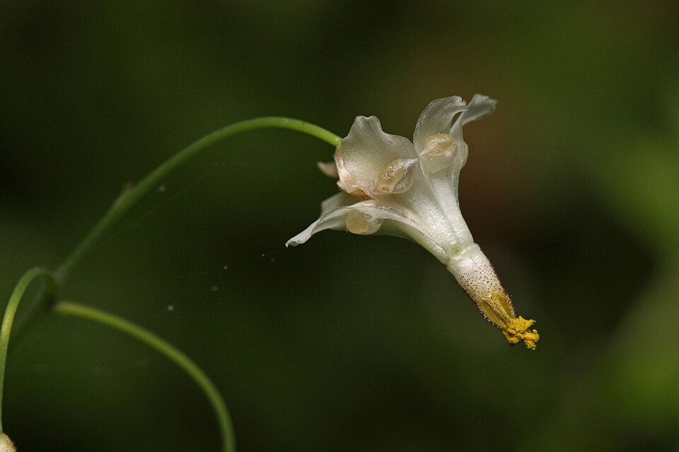Vancouveria hexandra (inside-out flower) (alternate view 8)